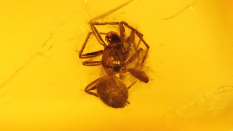 Kleine Spinne im Bernstein