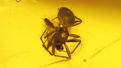 Spinne als Einschluss im Baltischen Bernstein