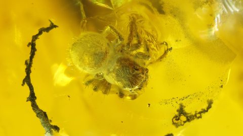 Spinne als Einschluss im Baltischen Bernstein