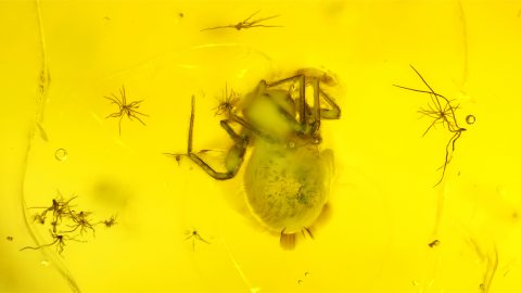 Spinne als Inkluse im Bernstein