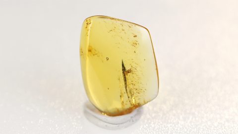 Bernstein mit Spinne