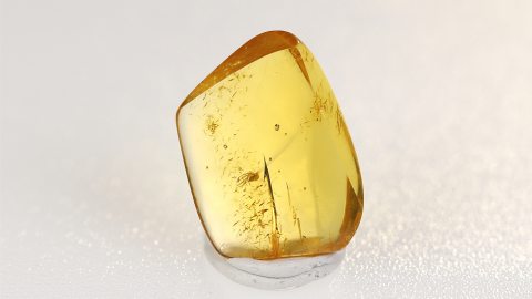 Kleine Spinne als Inkluse im Bernstein