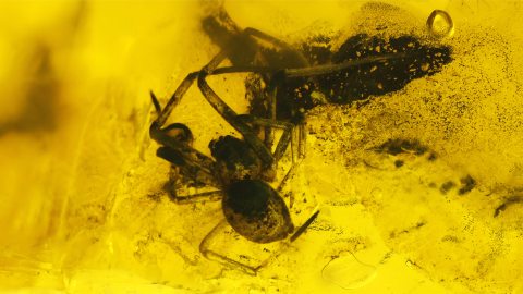 Spinne als Einschluss im Baltischen Bernstein