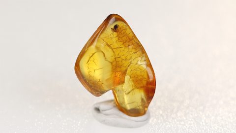 Bernstein mit Spinne