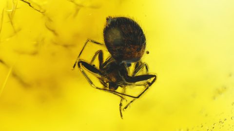 Spinne als Inkluse im Bernstein