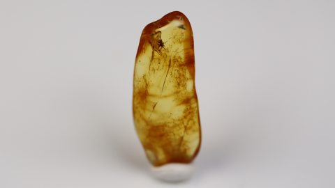 Spinne als Einschluss im Bernstein