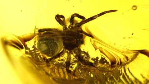 Kleine Spinne als Einschluss im Baltischen Bernstein