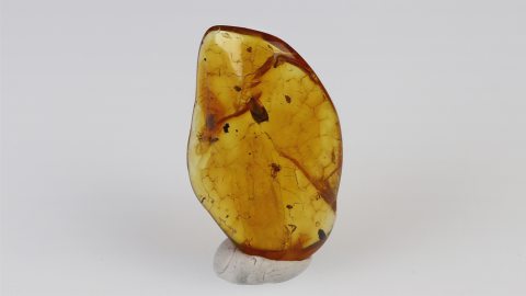 Spinne und ein pflanzlicher Einschluss im Baltischen Bernstein