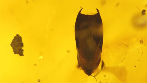 pflanzlicher Einschluss im Baltischen Bernstein