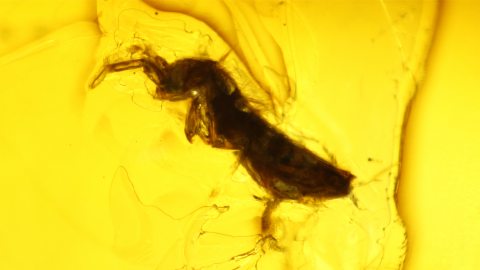 Springschwanz als Einschluss im Baltischen Bernstein