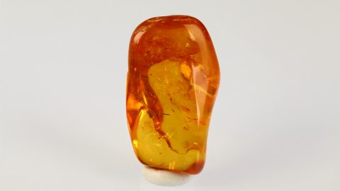 Springschwanz Collembola als Einschluss im Bernstein