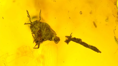 Springschwanz als Einschluss im Baltischen Bernstein