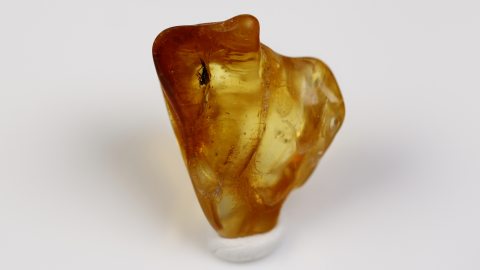 Tanzfliege mit Rüssel im Bernstein