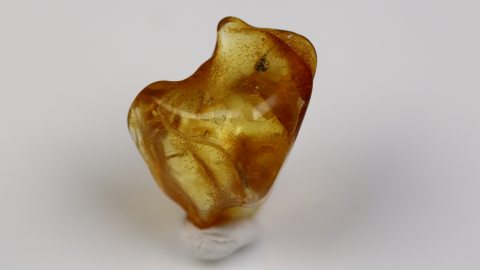 Tanzfliege als Inkluse