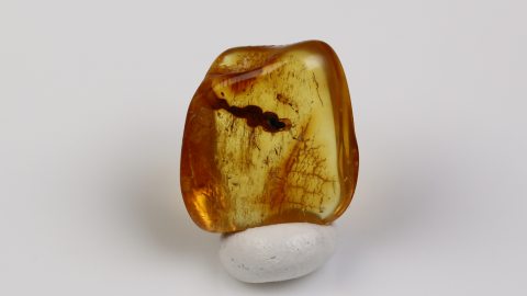 Unbekannte Inkluse im Bernstein