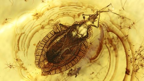 Wanze, Gitterwanze als Inkluse im Baltischen Bernstein