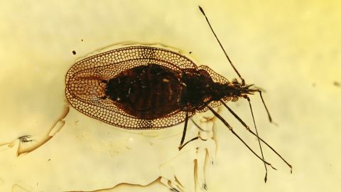 Wanze Tingidae als Einschluss im Baltischen Bernstein