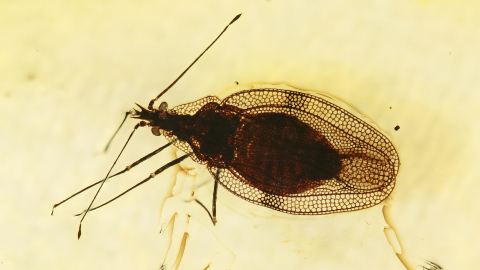 Gitterwanze als Inkluse im Bernstein