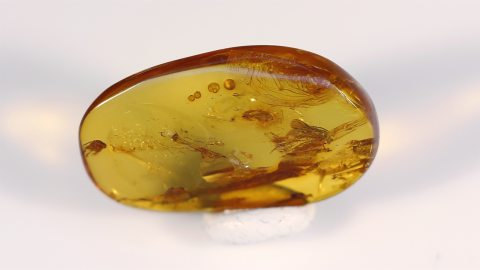 Wespe als Inkluse, Wespe und ein weiterer Insekt als Einschlüsse im Bernstein