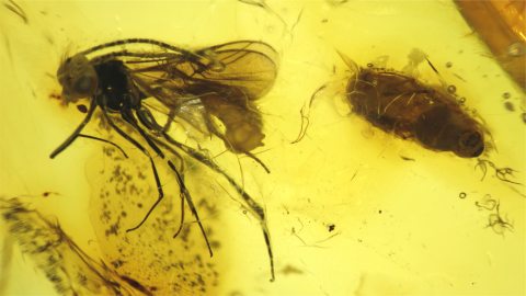 Wespe als Inkluse im Bernstein