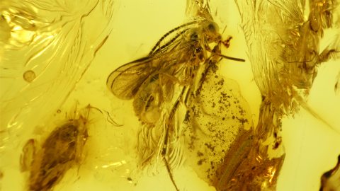 Wespe und ein weiterer Insekt im Bernstein