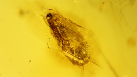 Insekt als Einschluss im Bernstein