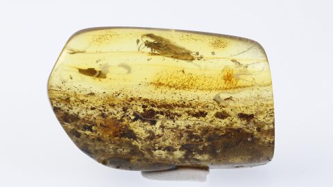 Einschlüsse im Bernstein