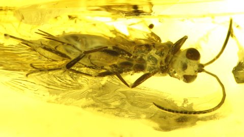 Wespe als Inkluse im Bernstein