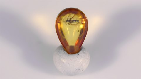 kleine Wespe im Bernstein