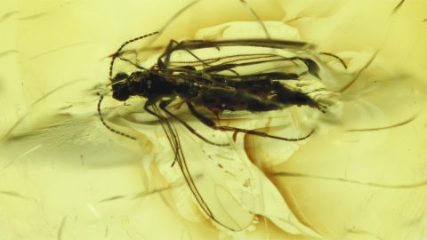 Winzige Wespe als Inkluse