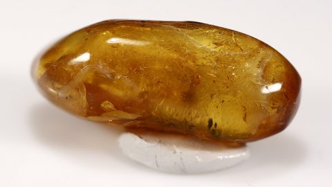 Zikadenlarve als Einschluss