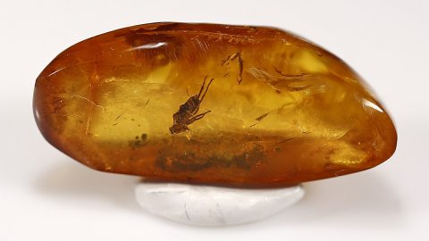 Bernstein mit Zikadenlarve als Einschluss