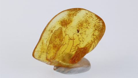 Zuckmücke als Inkluse