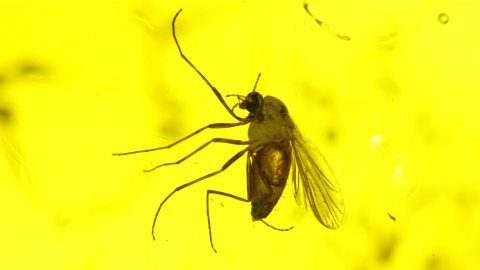 Mücke (Chironomidae) als Einschluss