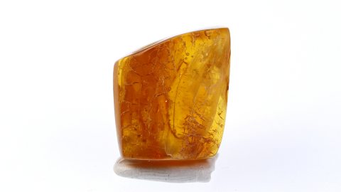 Zuckmücken im Geschlechtsakt als Einschlüsse im Bernstein