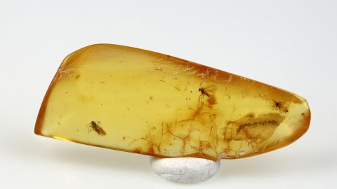 Mehrere Insekten im Bernstein
