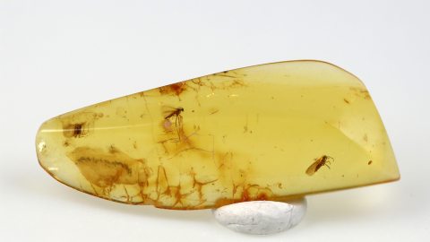 Mücke im Bernstein