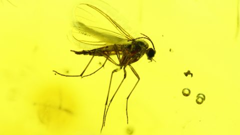 Mücke als Einschluss im Baltischen Bernstein