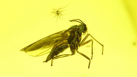 Mehrere Mücken im Baltischen Bernstein