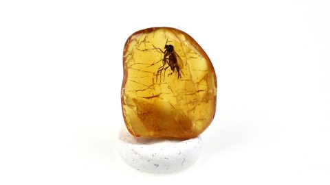 Mücke im Bernstein