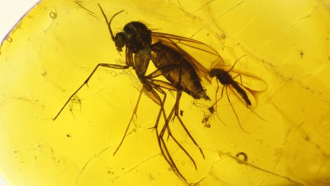 Mücke als Einschluss im Baltischen Bernstein