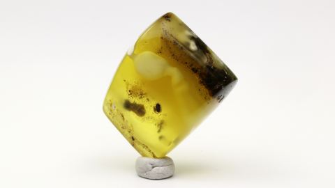 Baltischer Bernstein von Hand poliert