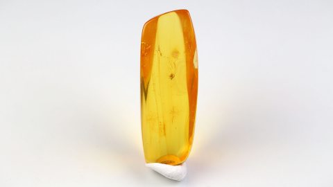 Naturbernstein poliert mit Mücke