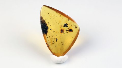 Naturbernstein poliert mit Holzfasern