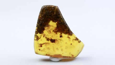 Baltischer Bernstein geschliffen und poliert