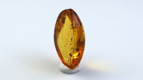 Naturbernstein geschliffen und poliert