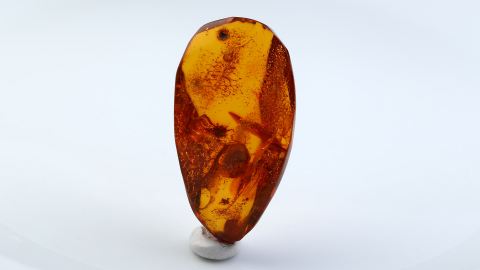 Baltischer Bernstein von Hand poliert