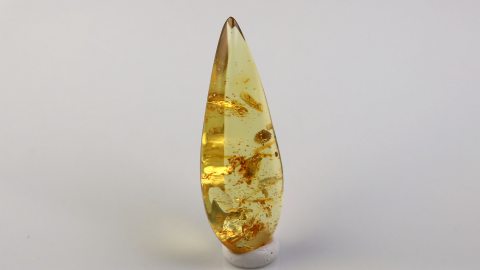 Bernstein autoklaviert