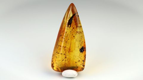 Baltischer Bernstein von Hand poliert