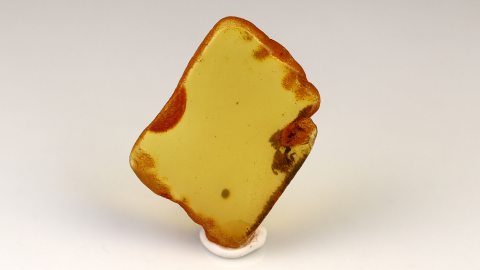 Baltischer Bernstein von Hand poliert